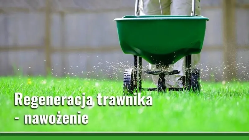 Jak odżywić trawnik, by odzyskał gęstość i soczystą zieleń