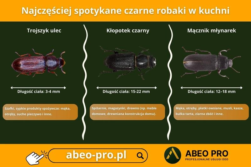 Robaki w kuchni – skuteczne sposoby na szybkie pozbycie się problemu