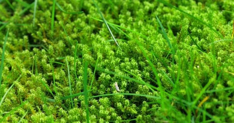 Skuteczne porady, jak zwalczać mech na trawnikach i cieszyć się zdrową zielenią